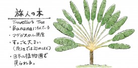 世界不思議発見(植物編)